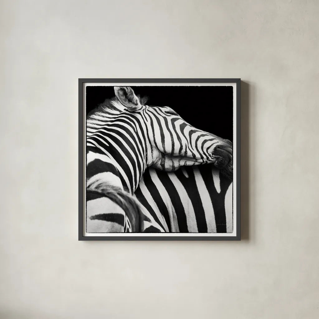 Zebra VIII by Debra Van Swearingen. Shown in a sleek black glass frame for a contemporary gallery look. Available as an archival giclee rolled canvas, fine art paper, or poster print. SKU 19456a.