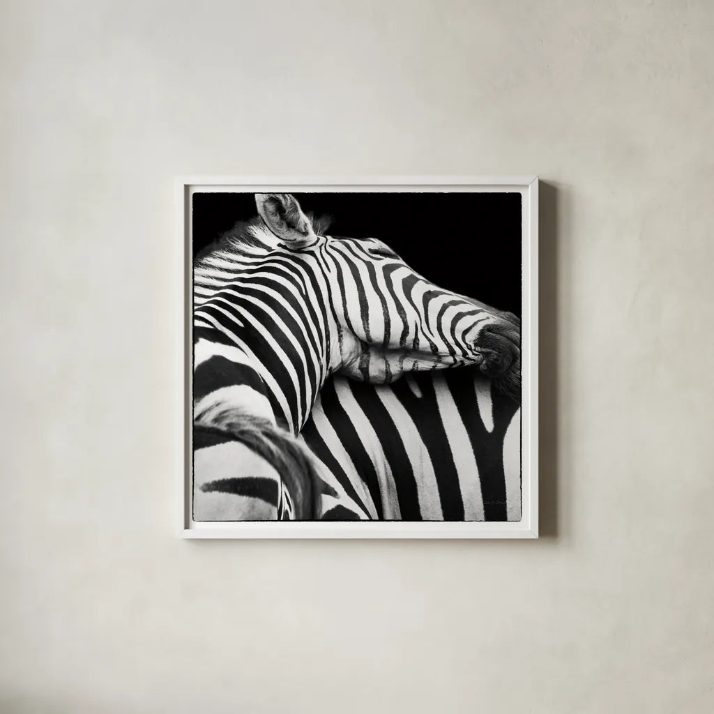 Zebra VIII by Debra Van Swearingen. Shown in a crisp white glass frame for a clean and minimalist style. Available as an archival giclee rolled canvas, fine art paper, or poster print. SKU 19456a.