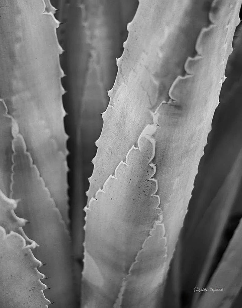 Abstract Agava I by Elizabeth Urquhart