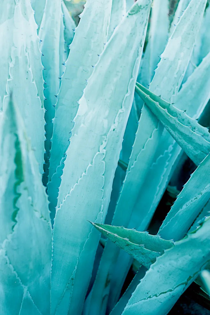 Abstract Agava I Color by Elizabeth Urquhart. SKU 33233h. Archival Giclee Fine art print for wall decor.