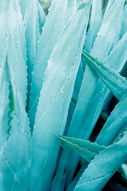 Abstract Agava I Color by Elizabeth Urquhart. SKU 33233h. Archival Giclee Fine art print for wall decor.