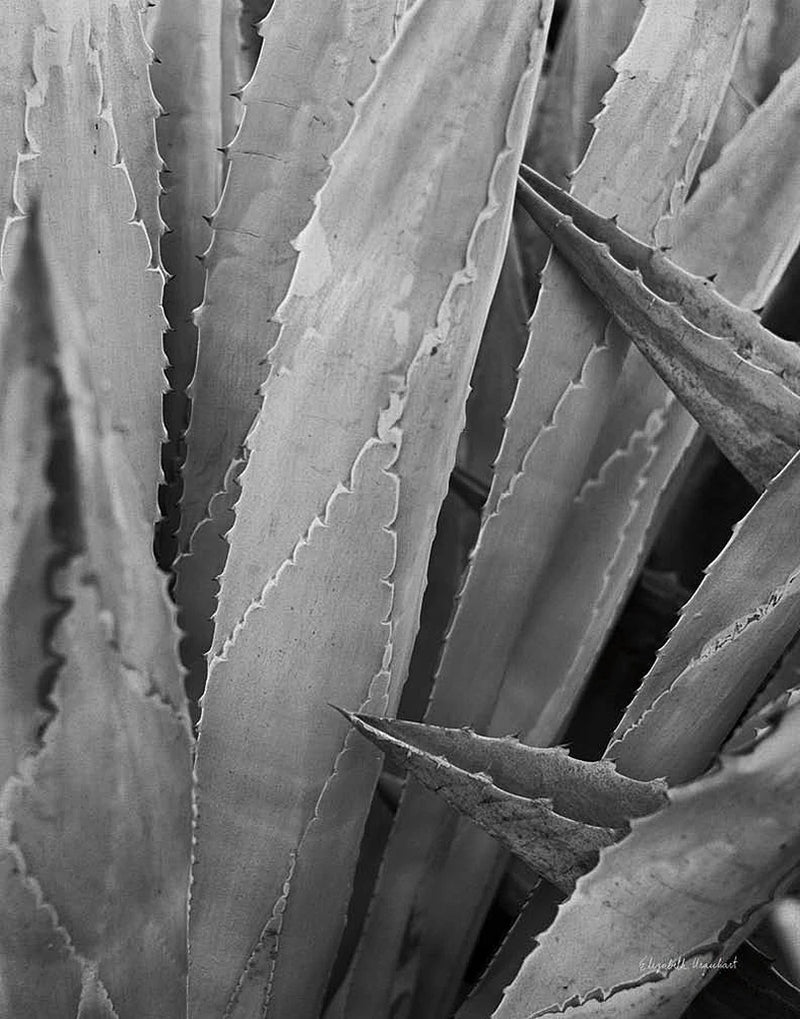 Abstract Agava II by Elizabeth Urquhart