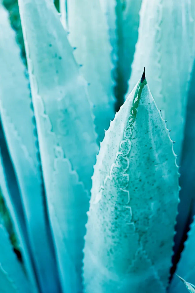 Abstract Agava II Color by Elizabeth Urquhart. SKU 33234h. Archival Giclee Fine art print for wall decor.