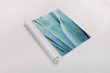 Abstract Agava II Color by Elizabeth Urquhart. shown as a rolled paper print. Available as archival giclee rolled canvas, fine art paper, or poster print. SKU 33234h.