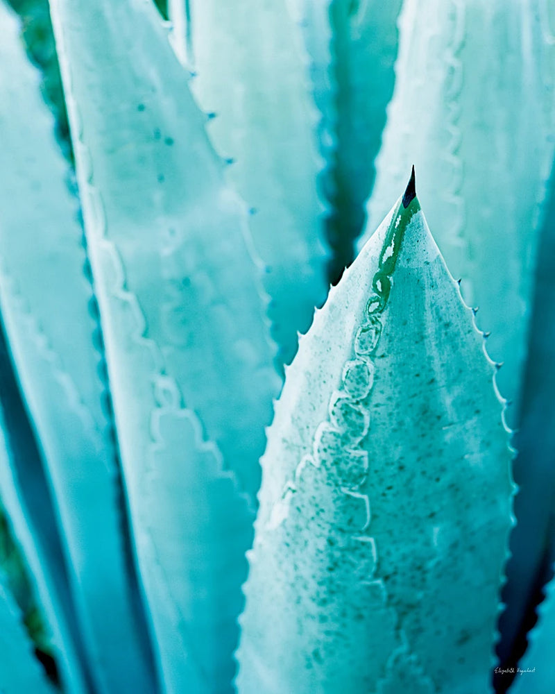 Abstract Agava II in Color Crop by Elizabeth Urquhart