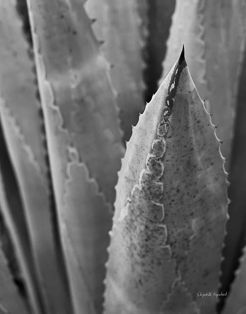 Abstract Agava III by Elizabeth Urquhart