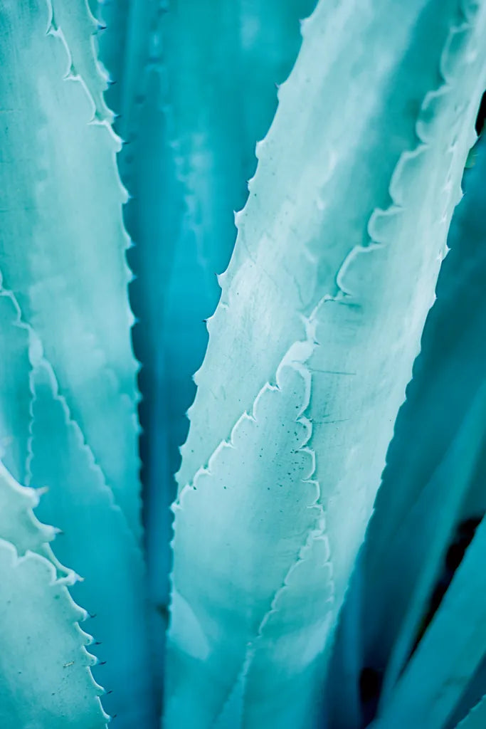 Abstract Agava III Color by Elizabeth Urquhart. SKU 33235h. Archival Giclee Fine art print for wall decor.