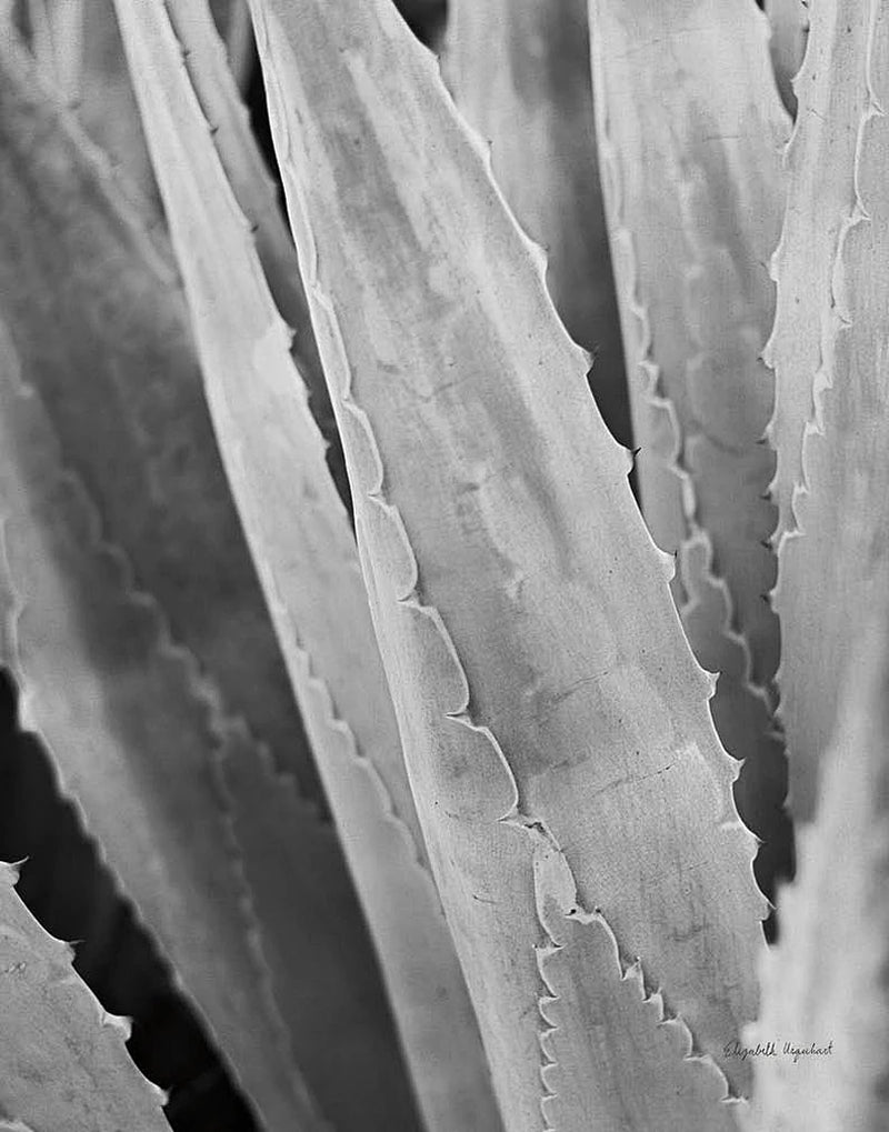 Abstract Agava IV by Elizabeth Urquhart