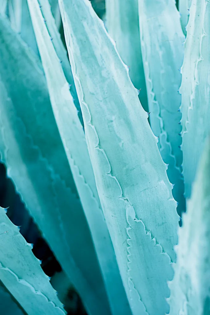 Abstract Agava IV Color by Elizabeth Urquhart. SKU 33236h. Archival Giclee Fine art print for wall decor.