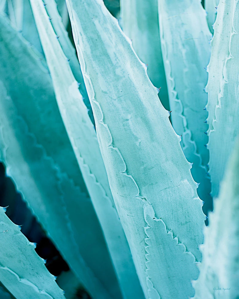 Abstract Agava IV in Color Crop by Elizabeth Urquhart