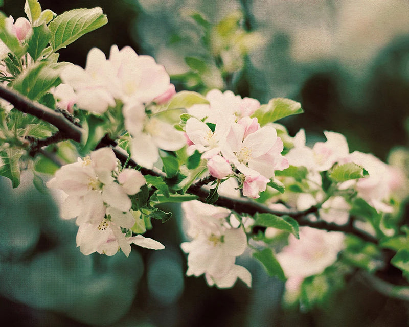 Apple Blossoms I by Elizabeth Urquhart