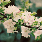 Apple Blossoms I Crop by Elizabeth Urquhart. SKU 23799a. Archival Giclee Fine art print for wall decor.
