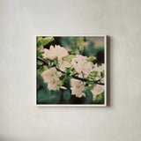 Apple Blossoms I Crop by Elizabeth Urquhart. Shown in a crisp white glass frame for a clean and minimalist style. Available as an archival giclee rolled canvas, fine art paper, or poster print. SKU 23799a.