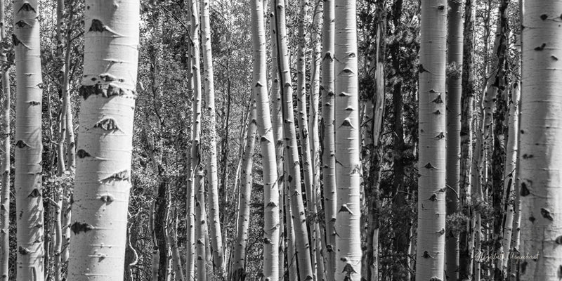 Aspen Grove by Elizabeth Urquhart