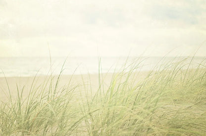 Beach Grass II by Elizabeth Urquhart. SKU 17316i. Archival Giclee Fine art print for wall decor.