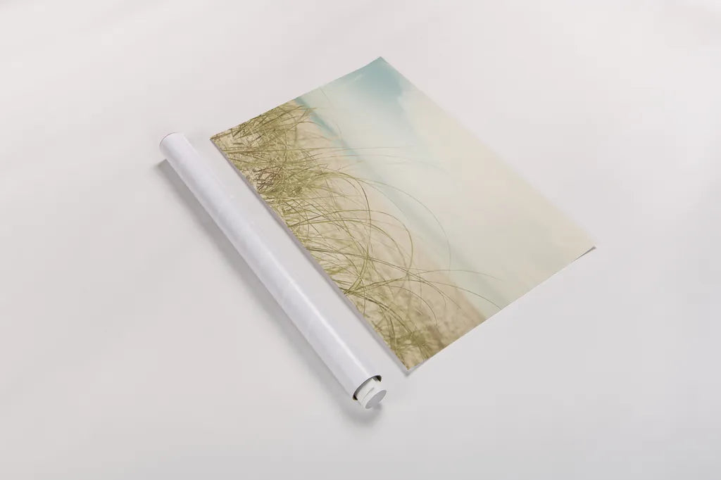 Beach Grass V Light by Elizabeth Urquhart. shown as a rolled paper print. Available as archival giclee rolled canvas, fine art paper, or poster print. SKU 71694i.