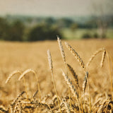 Blissful Country I Crop by Elizabeth Urquhart. SKU 23774a. Archival Giclee Fine art print for wall decor.