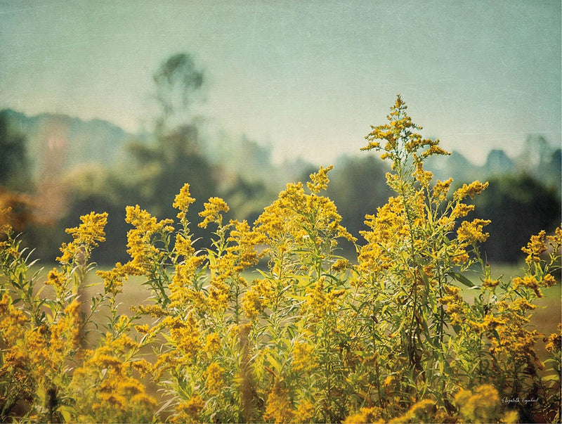 Blissful Country IV by Elizabeth Urquhart