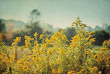 Blissful Country IV by Elizabeth Urquhart. SKU 23777i. Archival Giclee Fine art print for wall decor.