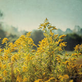 Blissful Country IV Crop by Elizabeth Urquhart. SKU 23777a. Archival Giclee Fine art print for wall decor.