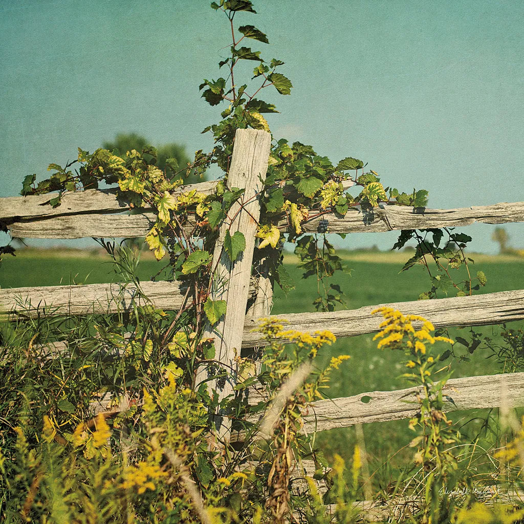 Blissful Country V Crop by Elizabeth Urquhart. SKU 23778a. Archival Giclee Fine art print for wall decor.