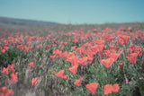 California Blooms I by Elizabeth Urquhart. SKU 50745i. Archival Giclee Fine art print for wall decor.