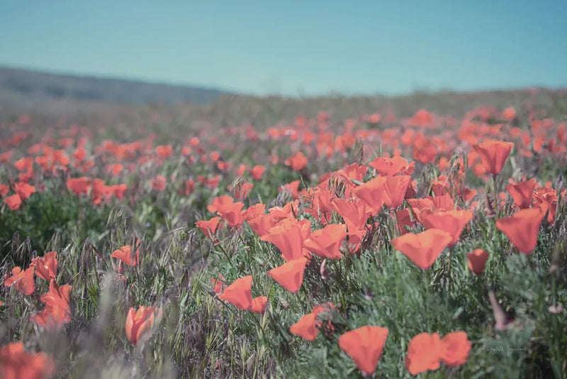 California Blooms I by Elizabeth Urquhart. SKU 50745i. Archival Giclee Fine art print for wall decor.
