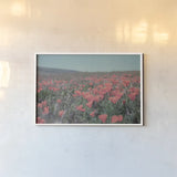 California Blooms I by Elizabeth Urquhart. shown as a paper print in a white frame. Available as a archival giclee rolled canvas, fine art paper, or poster print. SKU 50745i.