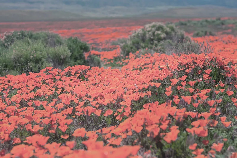 California Blooms II by Elizabeth Urquhart. SKU 50746i. Archival Giclee Fine art print for wall decor.