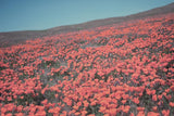 California Blooms III by Elizabeth Urquhart. SKU 50747i. Archival Giclee Fine art print for wall decor.