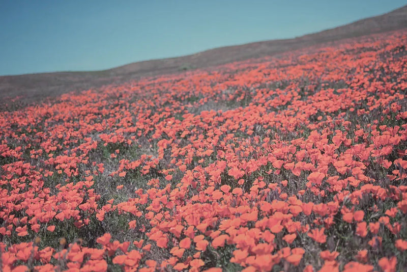 California Blooms III by Elizabeth Urquhart. SKU 50747i. Archival Giclee Fine art print for wall decor.