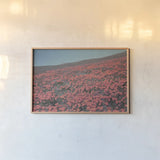 California Blooms III by Elizabeth Urquhart. shown as a paper print in a natural frame. Available as a archival giclee rolled canvas, fine art paper, or poster print. SKU 50747i.