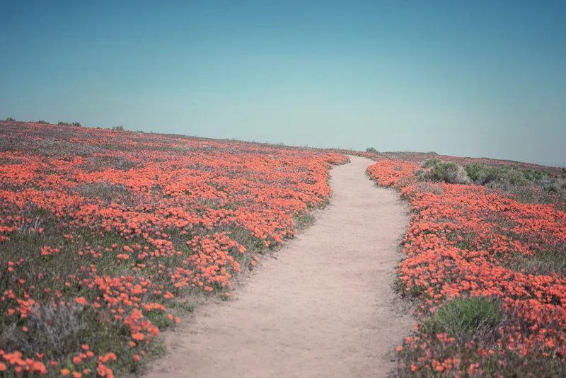 California Blooms IV by Elizabeth Urquhart. SKU 50748i. Archival Giclee Fine art print for wall decor.