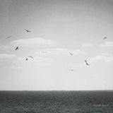 Calm Days IV BW Crop by Elizabeth Urquhart. SKU 27842a. Archival Giclee Fine art print for wall decor.