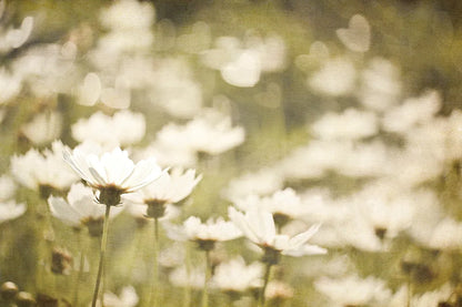 Daisies I by Elizabeth Urquhart. SKU 24293i. Archival Giclee Fine art print for wall decor.