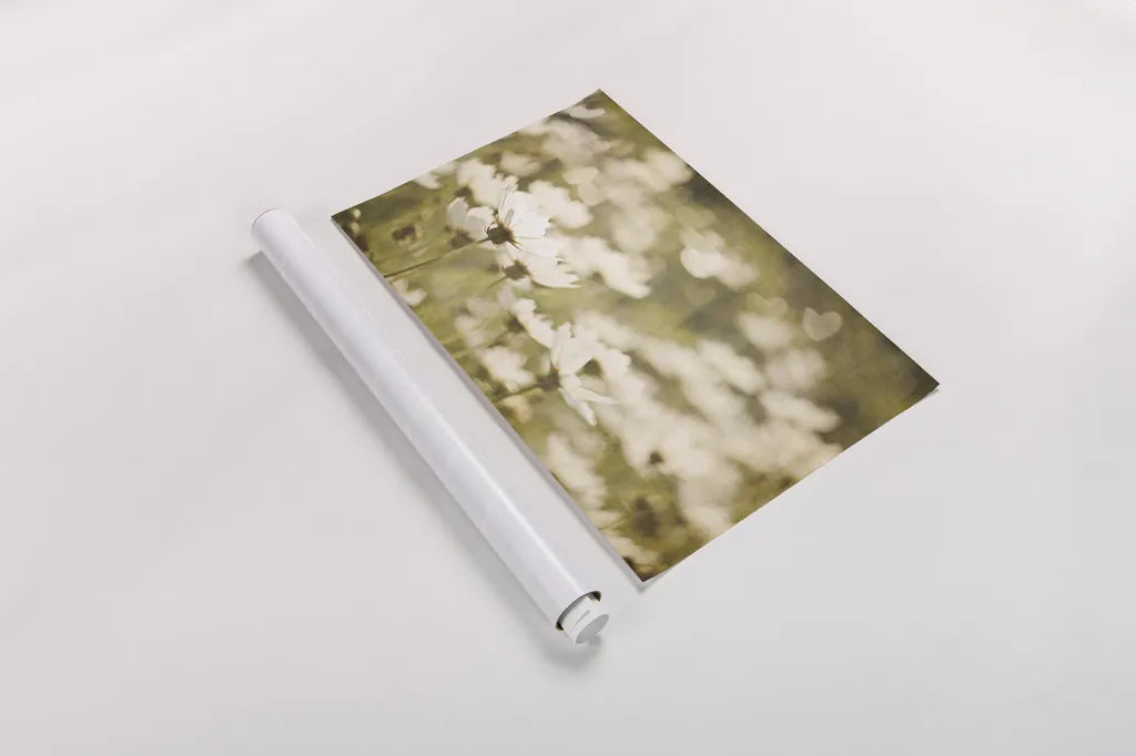 Daisies I by Elizabeth Urquhart. shown as a rolled paper print. Available as archival giclee rolled canvas, fine art paper, or poster print. SKU 24293i.