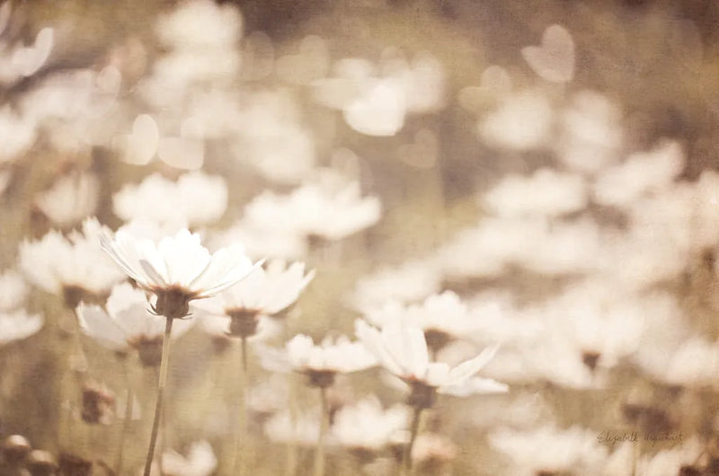 Daisies I Neutral by Elizabeth Urquhart. SKU 71601i. Archival Giclee Fine art print for wall decor.