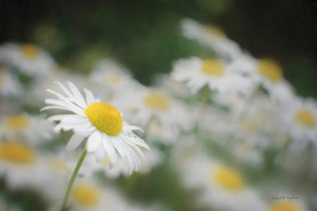 Daisies III by Elizabeth Urquhart. SKU 25867i. Archival Giclee Fine art print for wall decor.