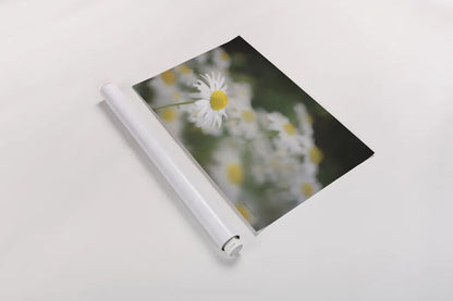 Daisies III by Elizabeth Urquhart. shown as a rolled paper print. Available as archival giclee rolled canvas, fine art paper, or poster print. SKU 25867i.