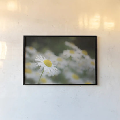 Daisies III by Elizabeth Urquhart. shown as a paper print in a black flame. Available as a archival giclee rolled canvas, fine art paper, or poster print. SKU 25867i.