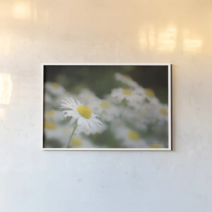 Daisies III by Elizabeth Urquhart. shown as a paper print in a white frame. Available as a archival giclee rolled canvas, fine art paper, or poster print. SKU 25867i.
