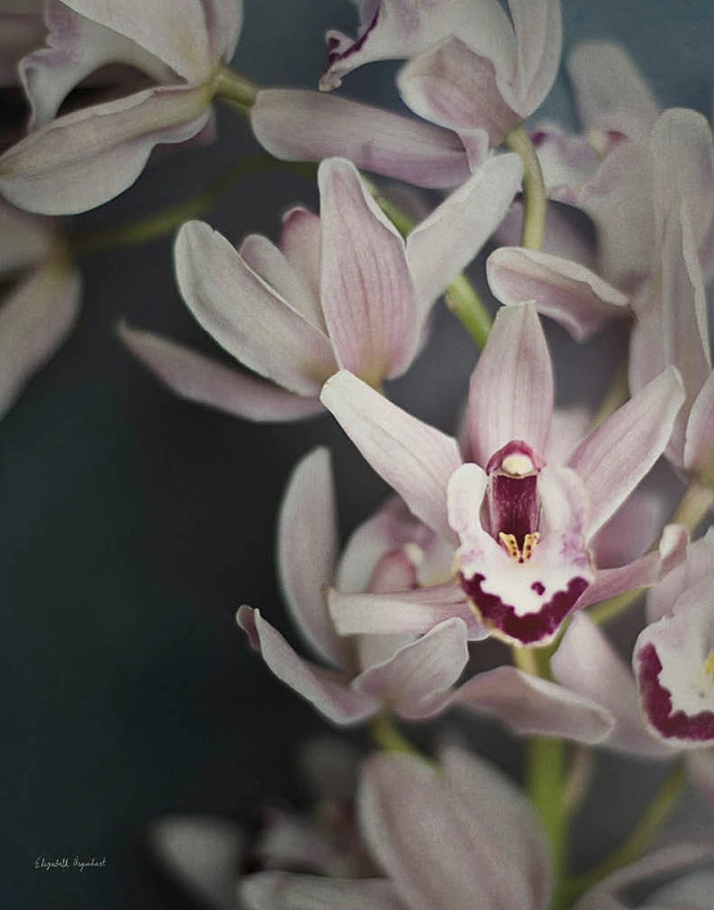 Dark Orchid II by Elizabeth Urquhart