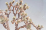 Desert Floral I by Elizabeth Urquhart. SKU 68487i. Archival Giclee Fine art print for wall decor.