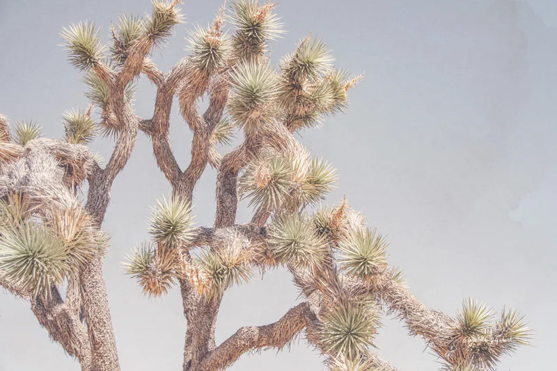 Desert Floral I by Elizabeth Urquhart. SKU 68487i. Archival Giclee Fine art print for wall decor.