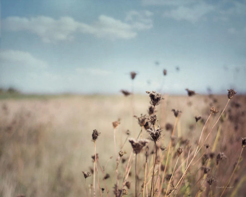 Falling Queen Annes Lace I by Elizabeth Urquhart