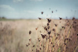Falling Queen Annes Lace I Crop by Elizabeth Urquhart. SKU 30337i. Archival Giclee Fine art print for wall decor.