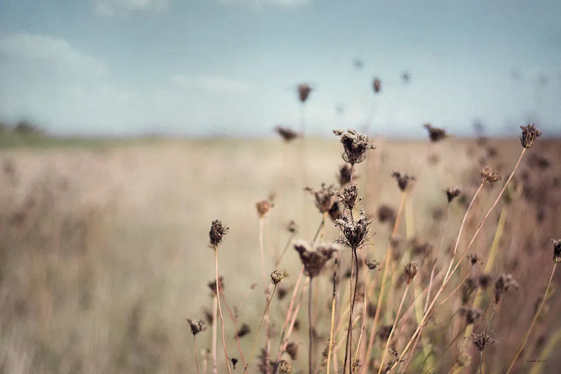 Falling Queen Annes Lace I Crop by Elizabeth Urquhart. SKU 30337i. Archival Giclee Fine art print for wall decor.