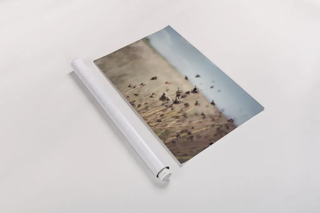 Falling Queen Annes Lace I Crop by Elizabeth Urquhart. shown as a rolled paper print. Available as archival giclee rolled canvas, fine art paper, or poster print. SKU 30337i.