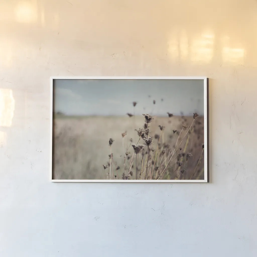 Falling Queen Annes Lace I Crop by Elizabeth Urquhart. shown as a paper print in a white frame. Available as a archival giclee rolled canvas, fine art paper, or poster print. SKU 30337i.