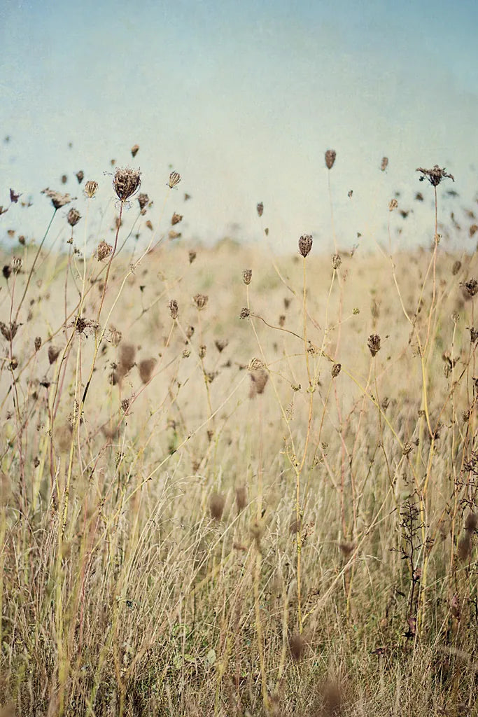 Falling Queen Annes Lace II by Elizabeth Urquhart. SKU 30338h. Archival Giclee Fine art print for wall decor.